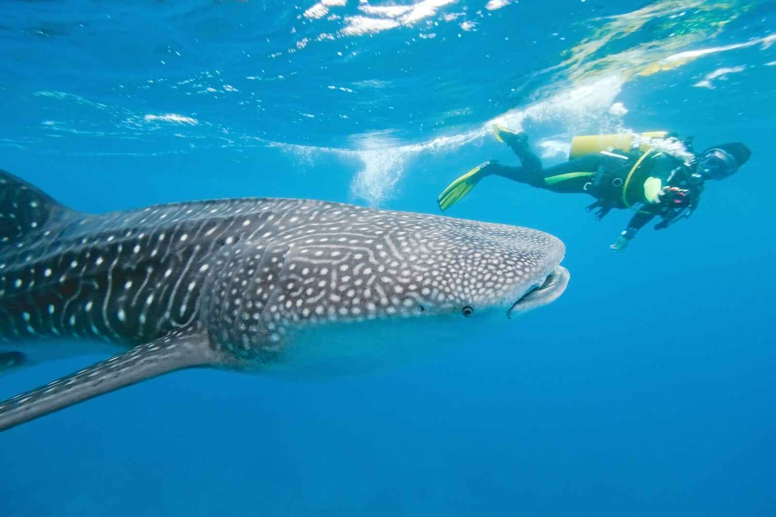 Dhigurah South Ari Atoll The Ultimate 2022 Visitors Guide Dhigurah South Ari Atoll The Ultimate 2022 Visitors Guide