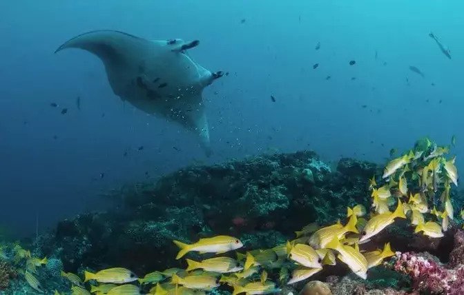 Furaveri Maldives — A Diver’s Paradise in Raa Atoll’s Heart