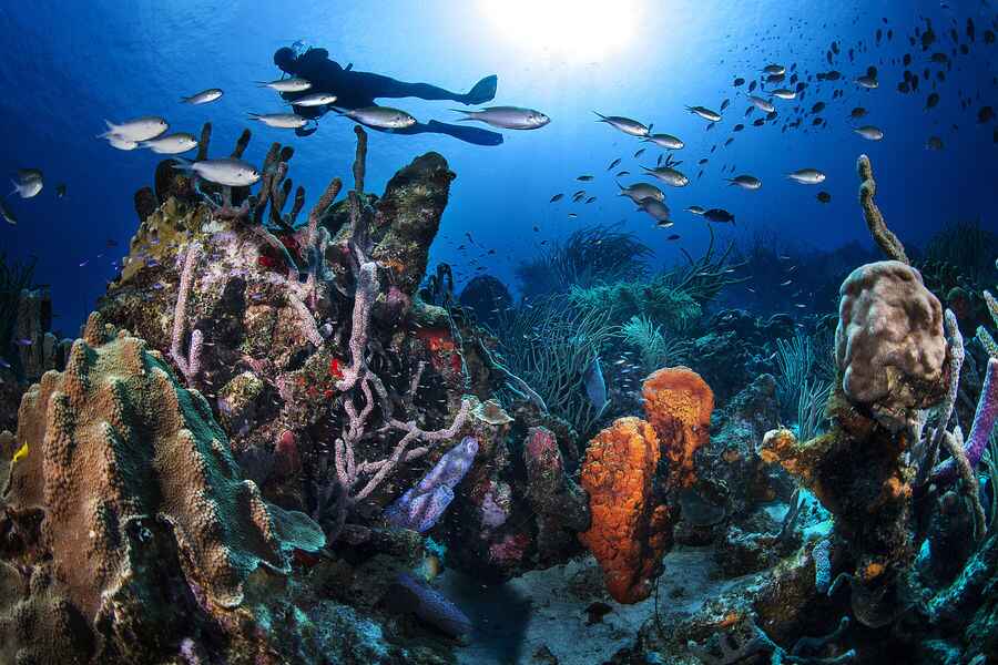 For Scuba Divers: Dive and Explore the world's most stunning destination