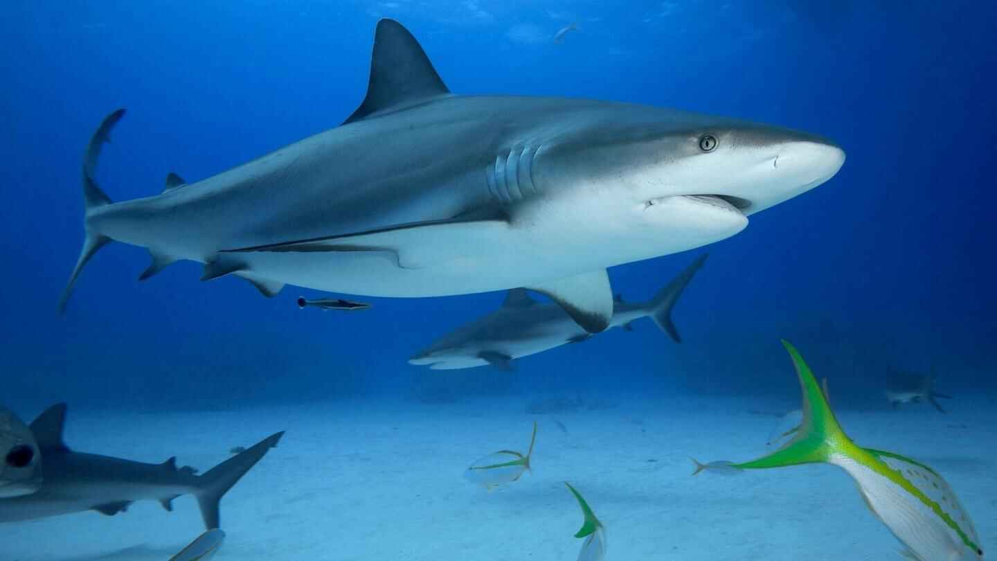 Grey reef shark In Maldives