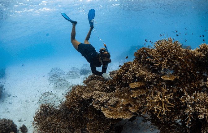 Sheraton Maldives' Efforts in Advancing Coral Spawning Research