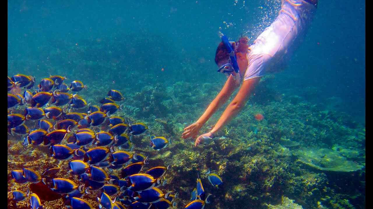 For Fan of Snorkeling: Discover the Maldives' best house reefs
