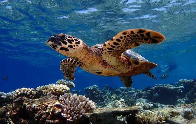 Baros Maldives Unveils Revolutionary Marine Environment Awareness Hub