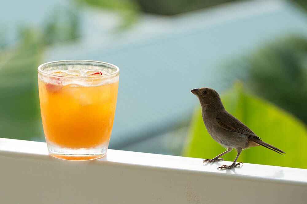 Drinks in Resorts In Maldives