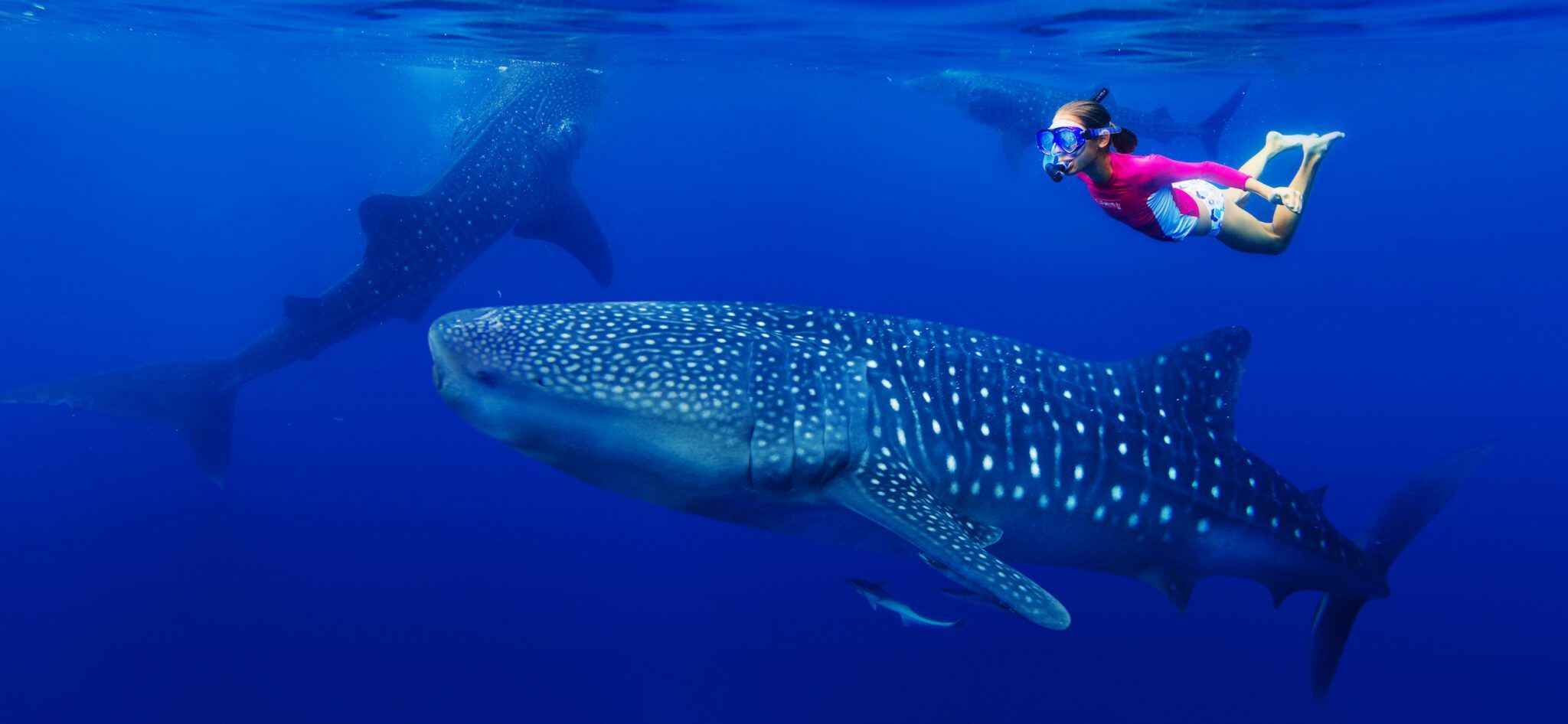 10 Resorts Mantas & Whale Sharks In Maldives