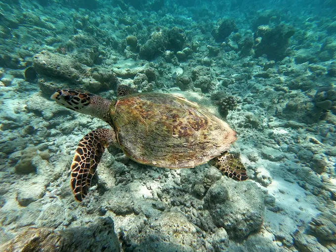 Dive Into Paradise: Unique Marine Experiences at Coco Palm Dhuni Kolhu