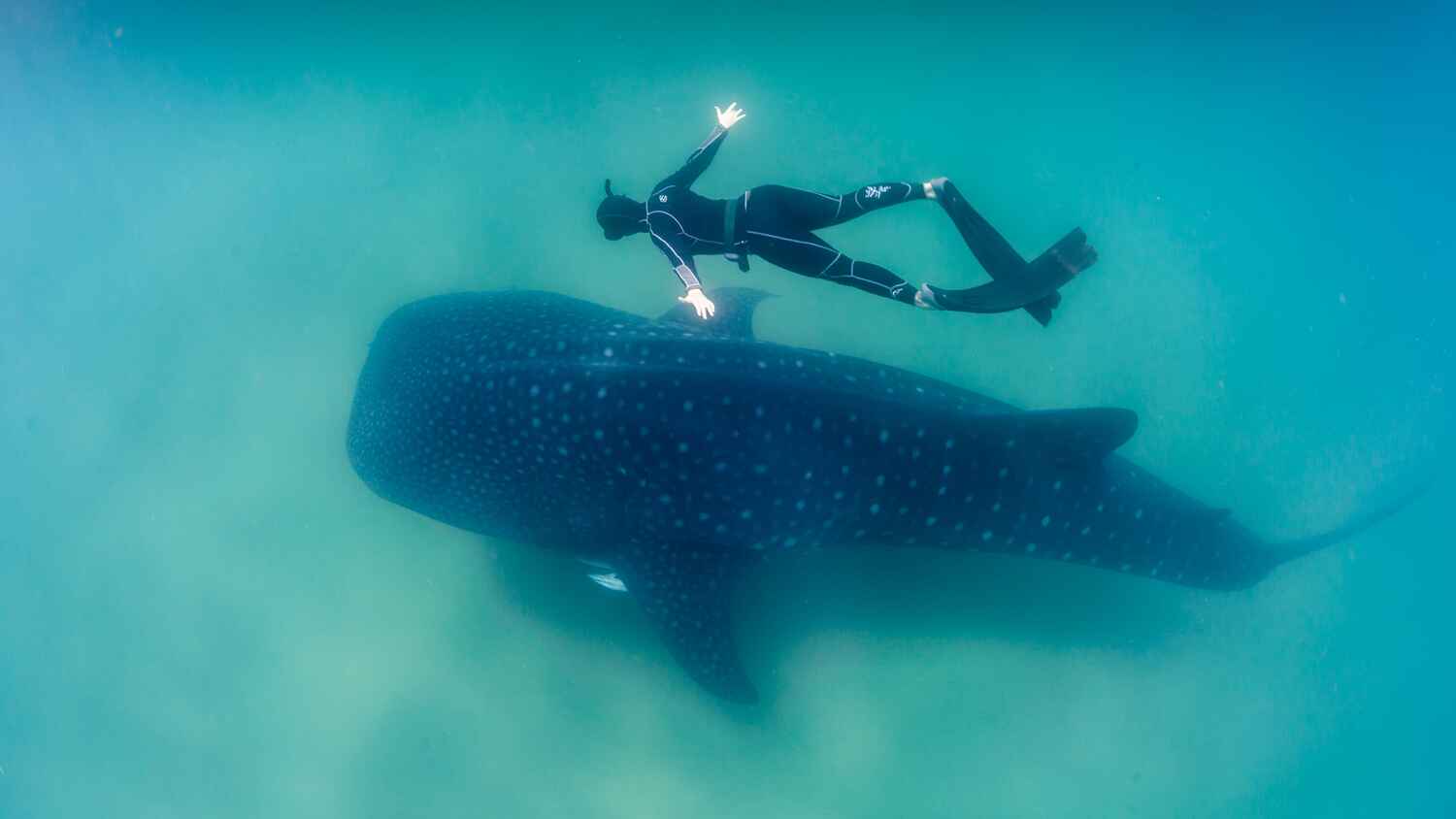 10 Spots for Mantas and Whale Sharks In Maldives