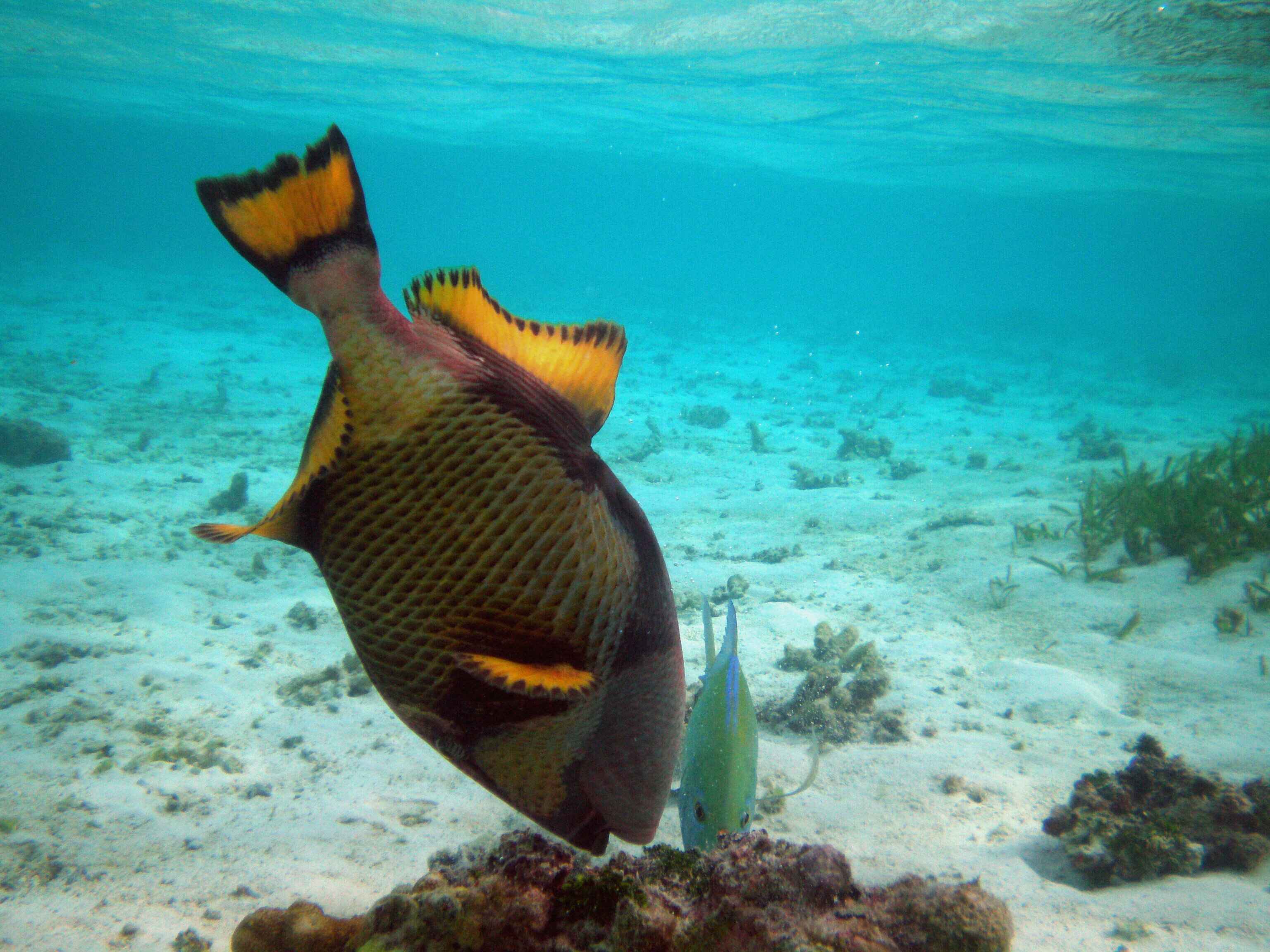 Triggerfish In Maldives