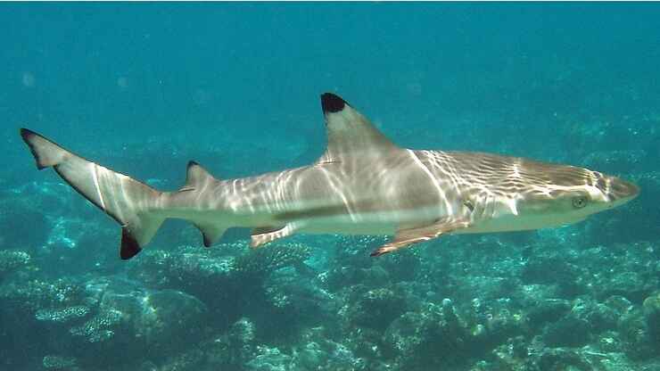 Blacktip reef shark In Maldives
