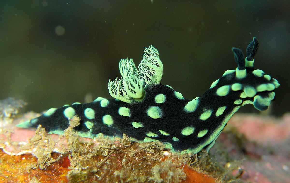 Facts about Nudibranchs In Maldives