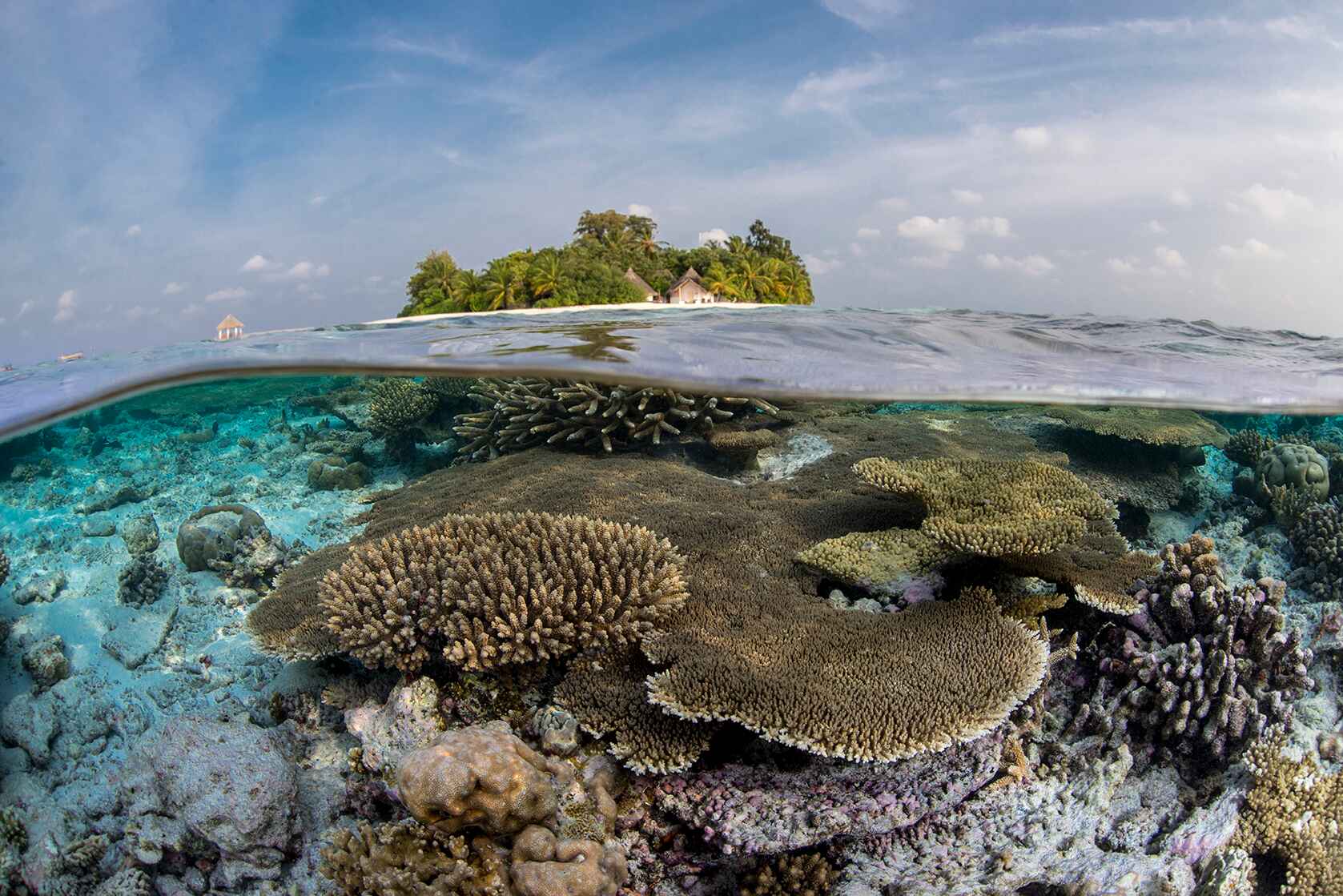 Sandies Bathala Launches a Coral Conservation Initiative
