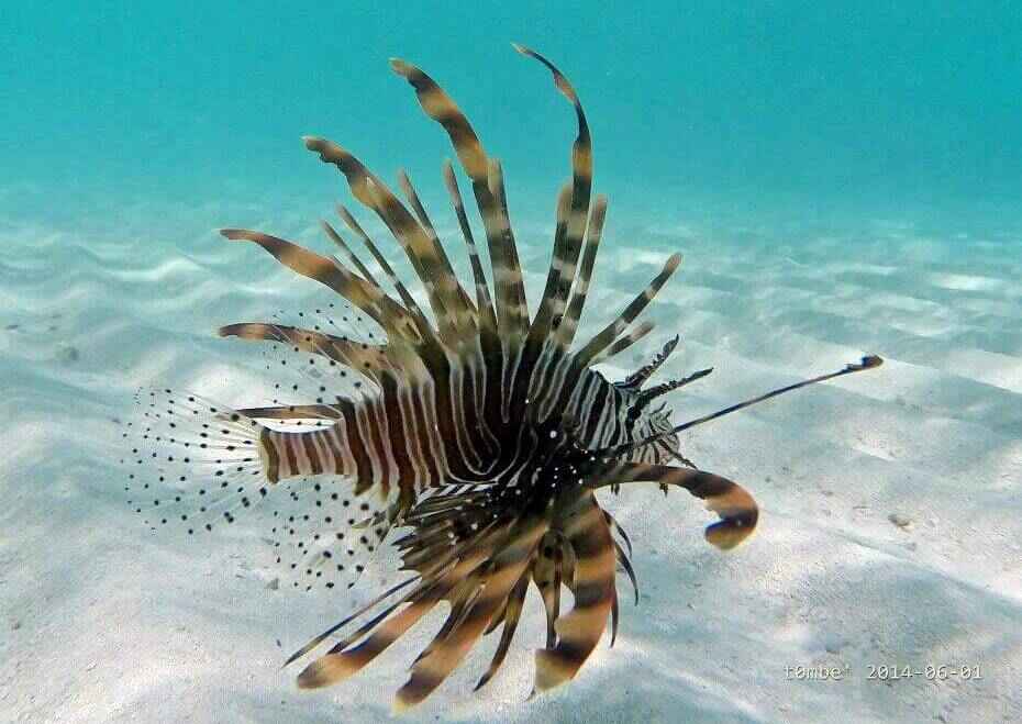 Dangerous Fish in The Maldives