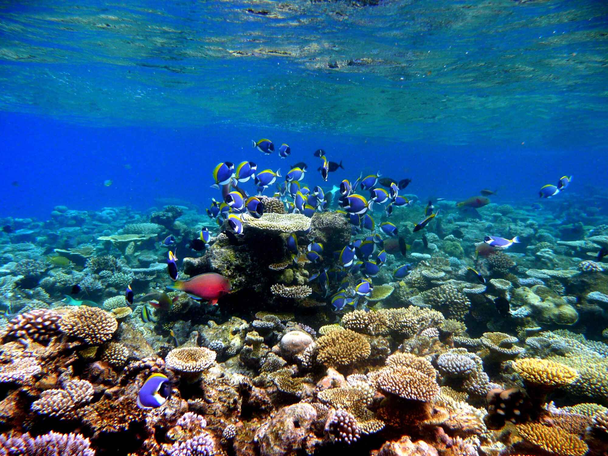 House Reef Snorkeling