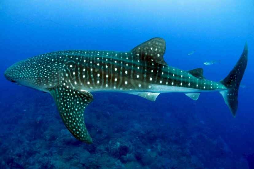 Swimming with Whale Sharks & Manta Rays
