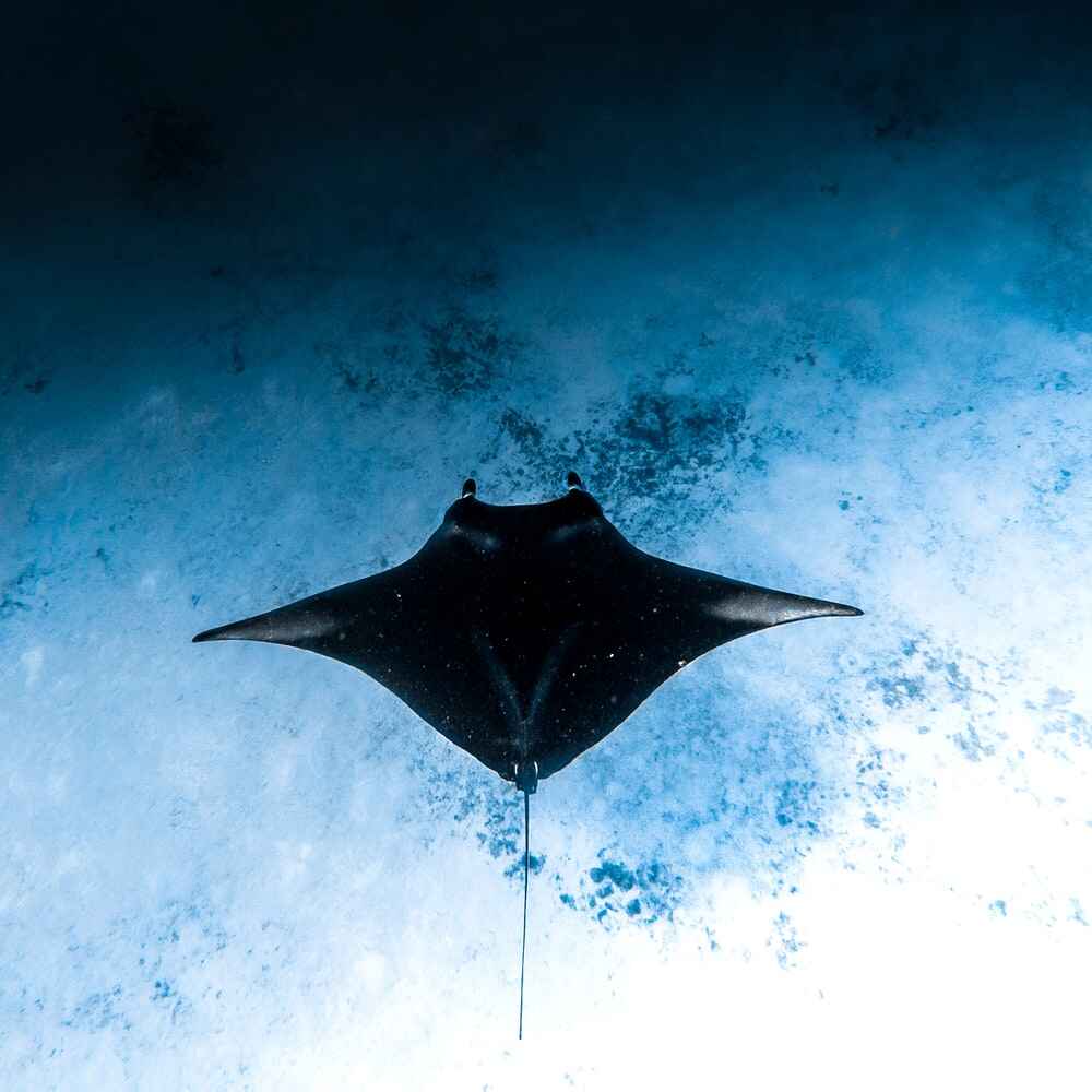 Manta Rays In Maldives