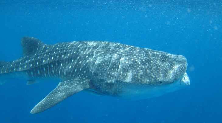 Snorkeling with Whale Sharks
